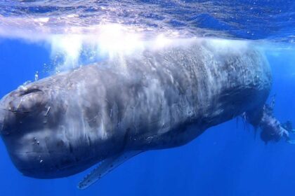 Capodoglio intrappolato in rete illegale a Salina, si lotta per liberarlo (VIDEO)