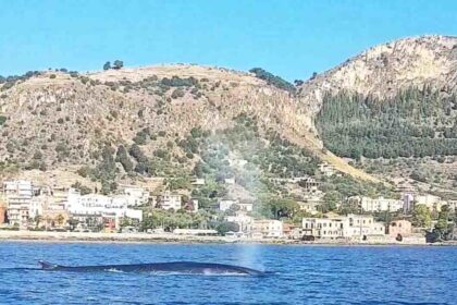 Un enorme capodoglio avvistato nel mare di Sant'Elia