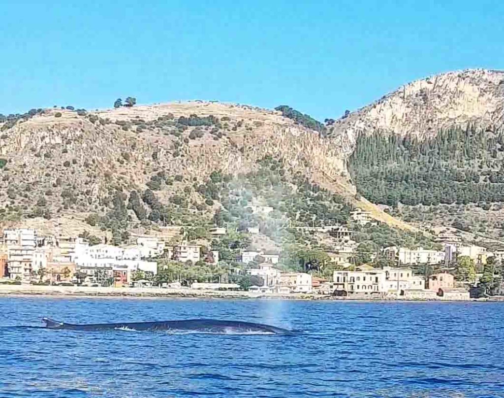 Un enorme capodoglio avvistato nel mare di Sant'Elia