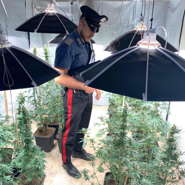 Una piantagione di droga ad Altofonte, in arresto un 26enne