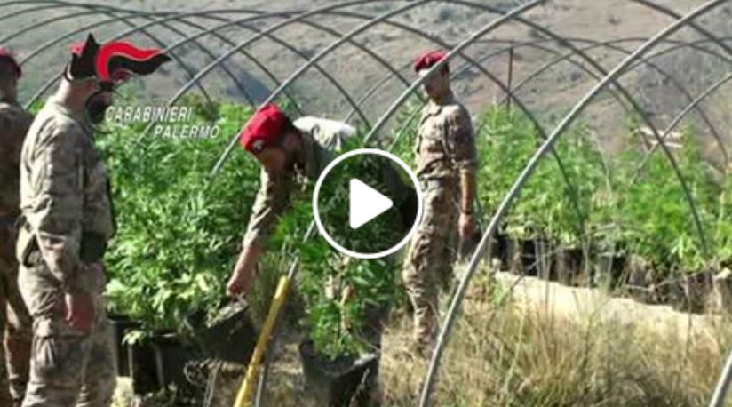 Piantagione di droga a Belmonte Mezzagno, 400 piante e tre arresti (VIDEO)