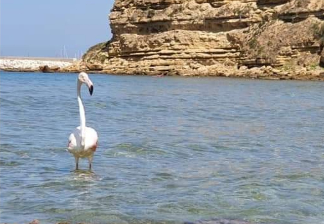 Spettacolo sulla spiaggia di Balestrate, avvistato fenicottero rosa