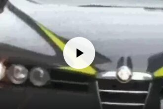 Blitz della Finanza in mezza provincia di Palermo, sequestrati 26 chili di "Cannabis light" (VIDEO)