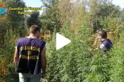 Oltre 2900 piante di droga a Monreale, scatta il blitz della Finanza (VIDEO)