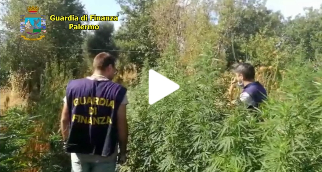 Oltre 2900 piante di droga a Monreale, scatta il blitz della Finanza (VIDEO)