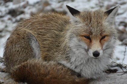 La regine delle Madonie, la bellissima volpe a Piano Battaglia (VIDEO)