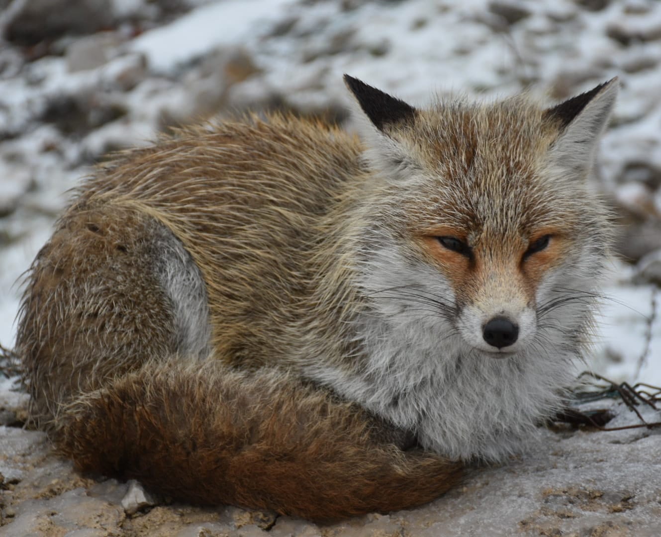 La regine delle Madonie, la bellissima volpe a Piano Battaglia (VIDEO)