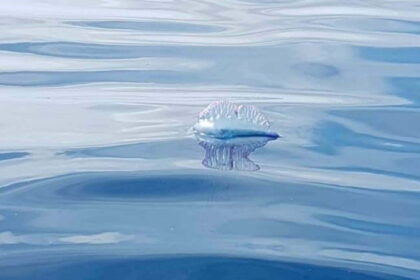 Avvistato a pericoloso esemplare di Caravella Portoghese a Lampedusa