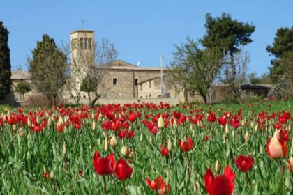 Olanda? No, Sicilia. È a Blufi lo spettacolo del campo di tulipani rossi