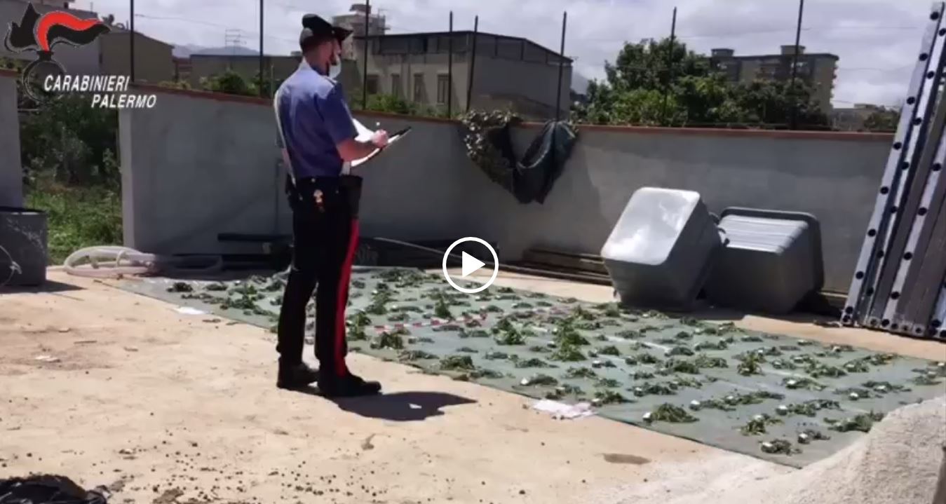 VIDEO | Una serra di droga nella villetta, pensionato arrestato a Villagrazia