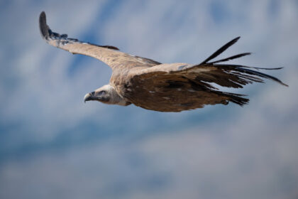 Torna l'Avvoltoio Grifone sulle vette delle Madonie