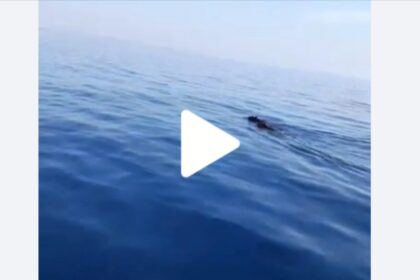 Due cinghiali nuotano a mare a 5 miglia dalla Sicilia, il video è incredibile