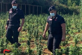Monreale, 2mila piante di droga scoperte dai Carabinieri, arrestato agricoltore