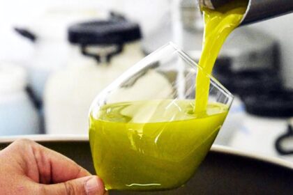 Via alla raccolta delle olive in Sicilia, annata record e prezzi in crescita