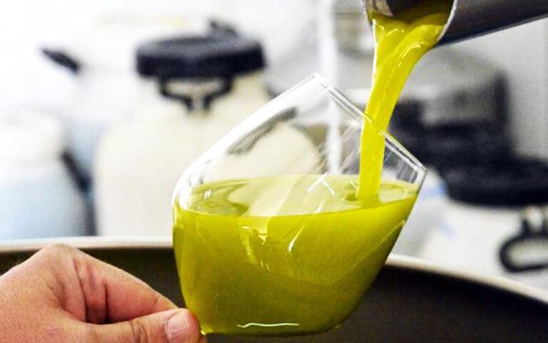 Super annata dell'olio in Sicilia, qualità e quantità al top