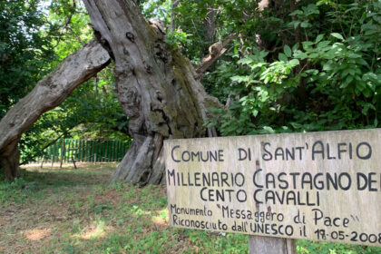E' siciliano l'albero più bello del mondo 2021, vince il Castagno dei 100 cavalli