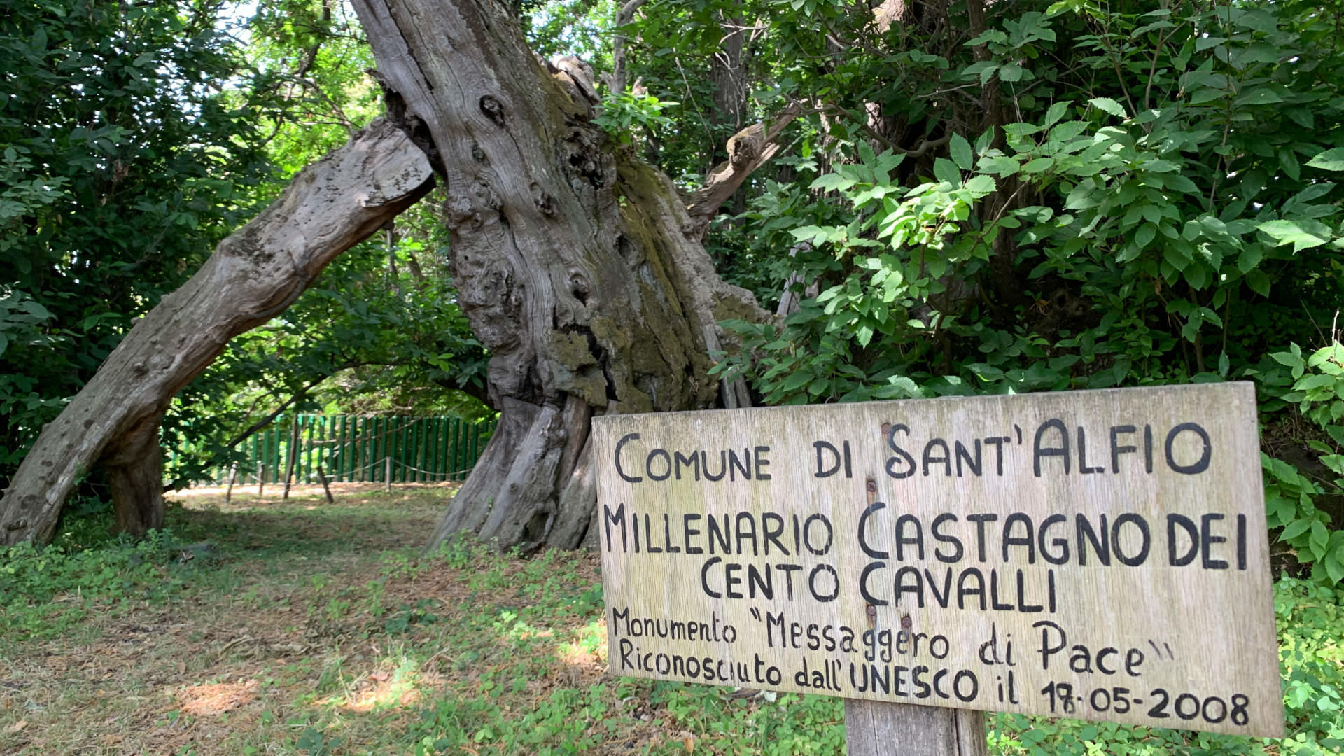 E' siciliano l'albero più bello del mondo 2021, vince il Castagno dei 100 cavalli