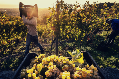 Eccellente la vendemmia in Sicilia, produzione inferiore ma qualità al top
