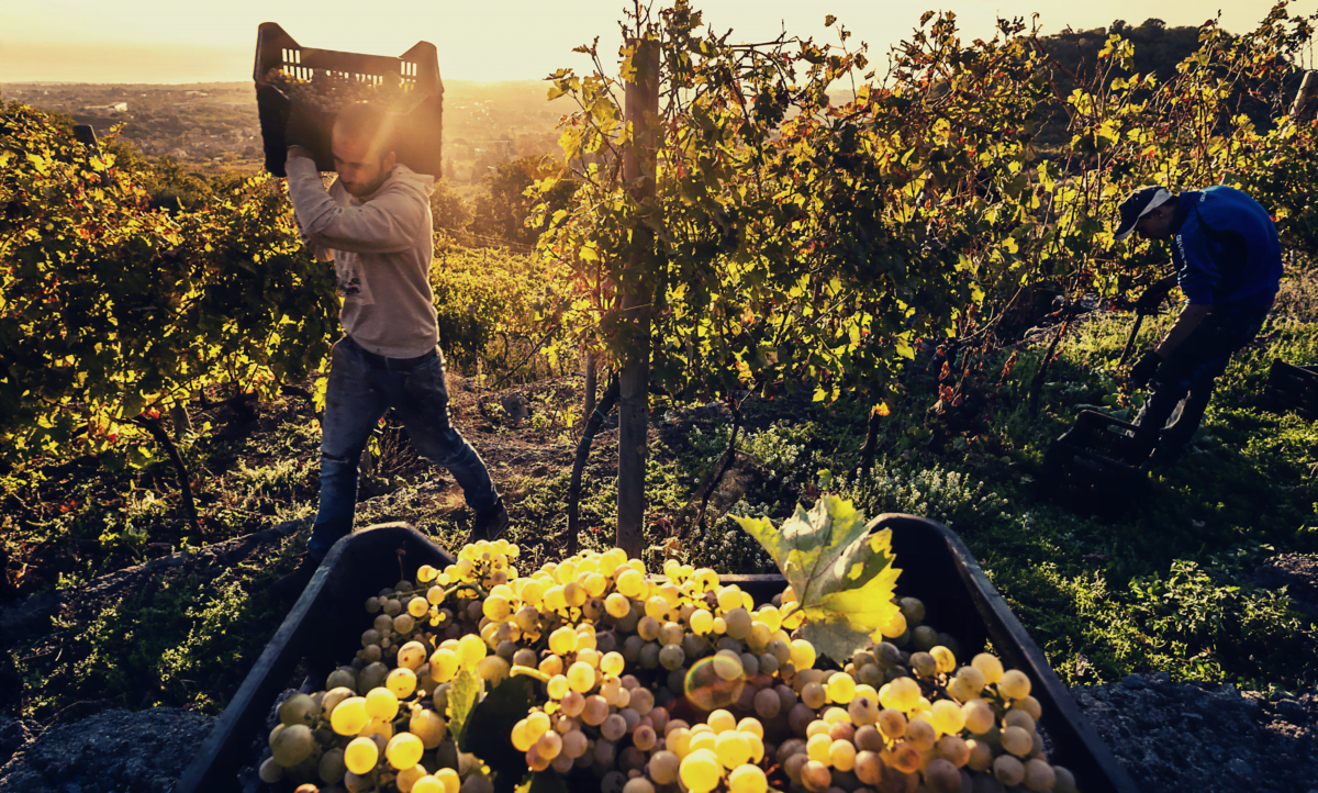 Eccellente la vendemmia in Sicilia, produzione inferiore ma qualità al top