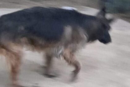 Orrore ad Alcamo, cane muore affogato in una villa