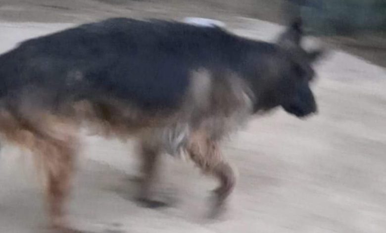 Orrore ad Alcamo, cane muore affogato in una villa