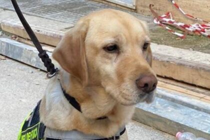 Pelo e coraggio, Luna è il cane eroe di Ravanusa