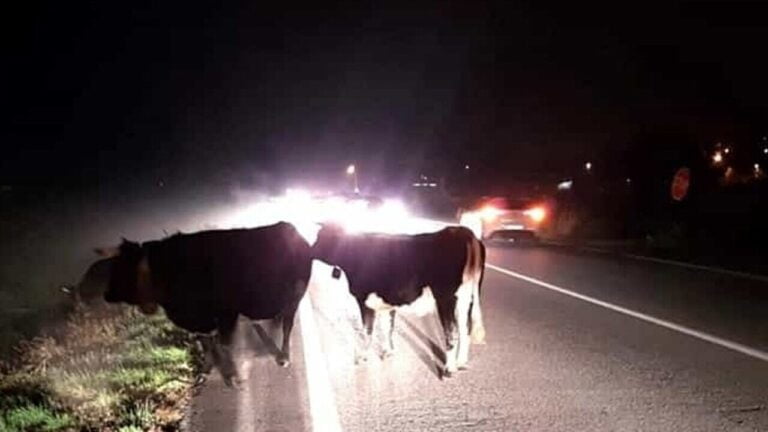 Siracusa. Schianto sullautostrada svincolo Priolo Gargallo 3 auto si scontrano con mucche