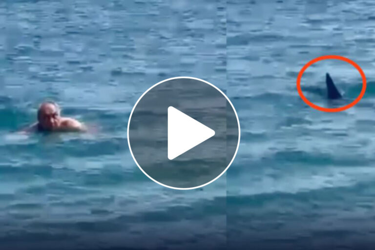 squali in sicilia video avvistamenti