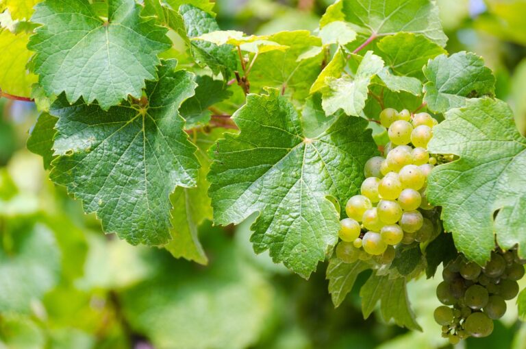 riesling 1567409 1280