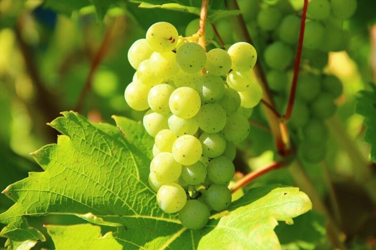 grapes 276070 1280