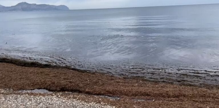 alga aliena palermo