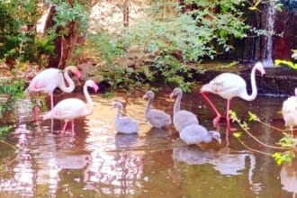 Fenicotteri Rosa nati a Palazzo d'Orlèans a Palermo