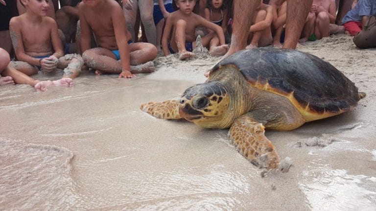 tartarugacaretta mondello wwf