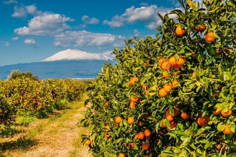 La Sicilia affronta una grave crisi agrumicola: la produzione di arance crolla del 30% a causa della siccità, con conseguente aumento dei prezzi e rischio per il settore
