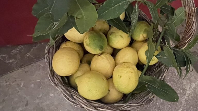 limoni Conca doro