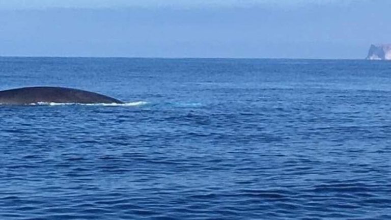 Balene in avvicinamento a Lampedusa foto Pippo Lo Verde