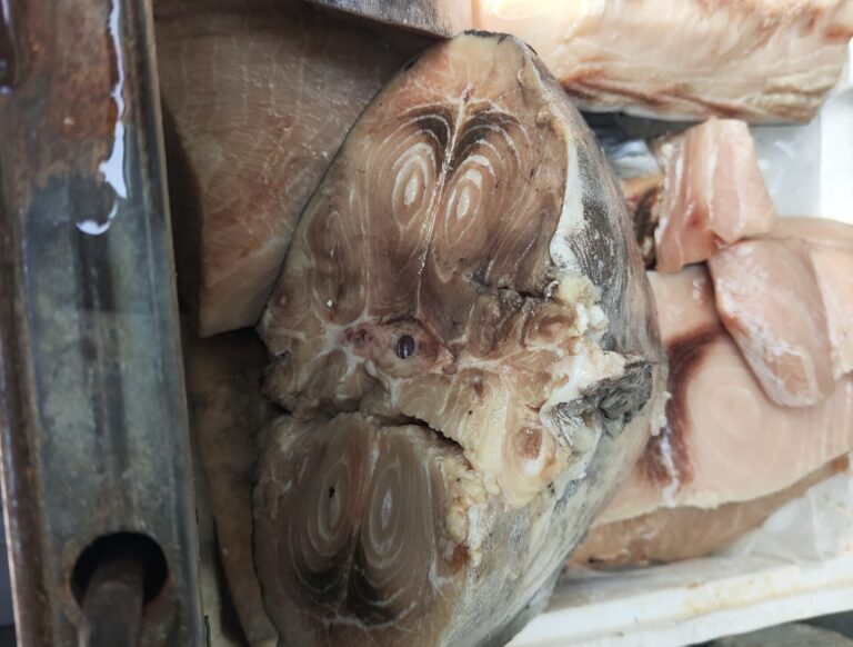 Blitz della Guardia Costiera di Palermo sequestrate 21 tonnellate di pesce chiusi ristoranti 2 scaled 1 e1775211229564